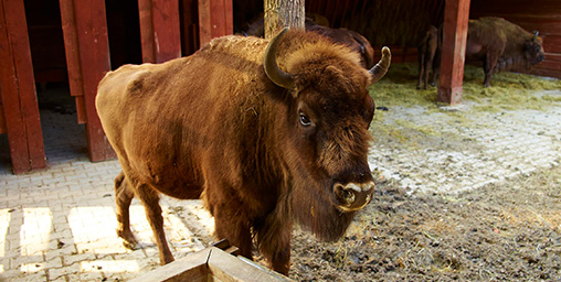 THE MODEL PEN FOR THE EUROPEAN BISON